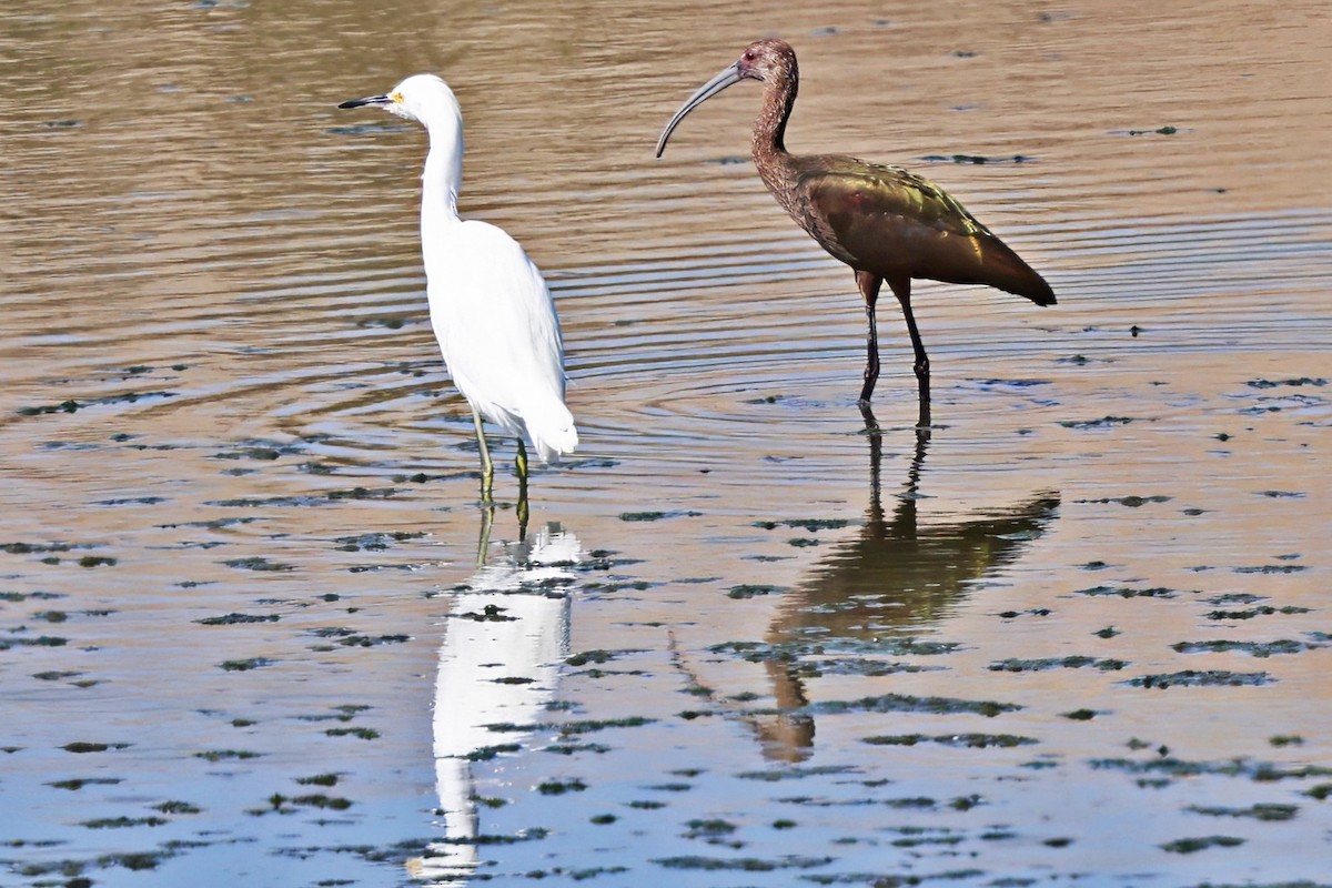 Snowy Egret - ML642680988