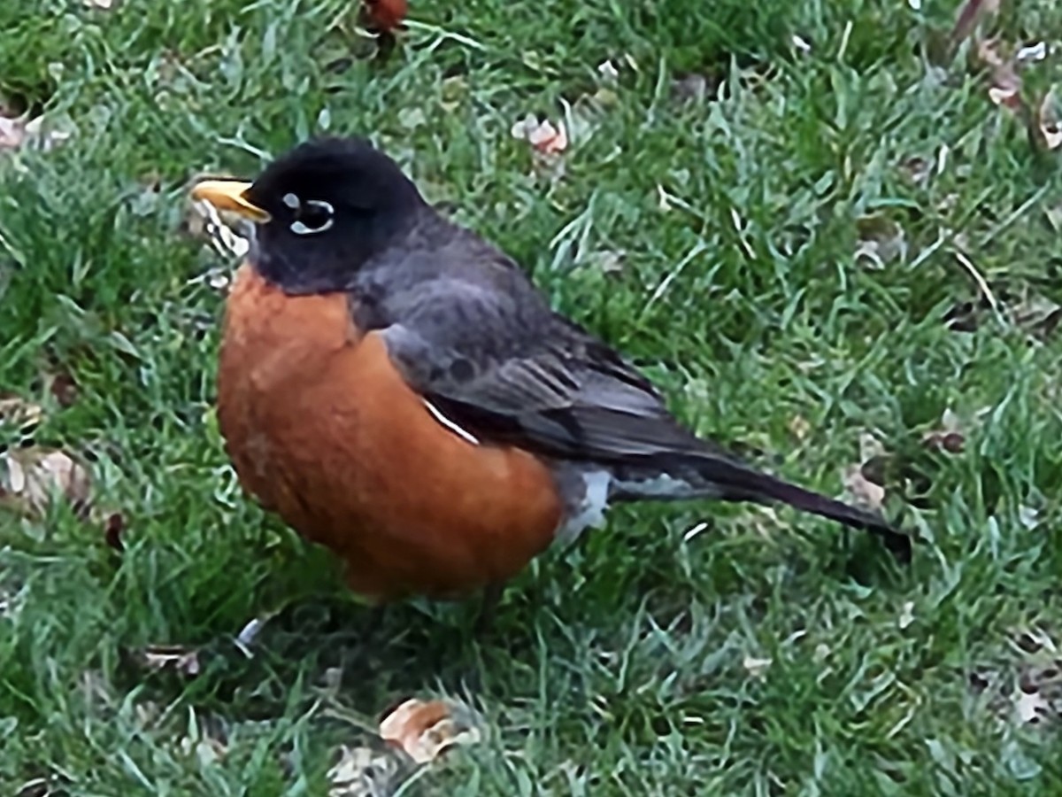 American Robin - ML642680989