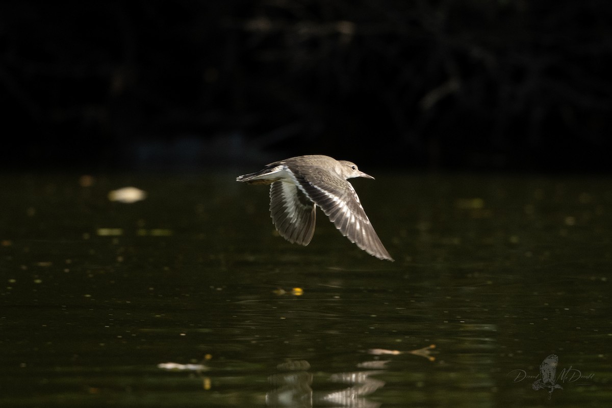 Spotted Sandpiper - ML642680993