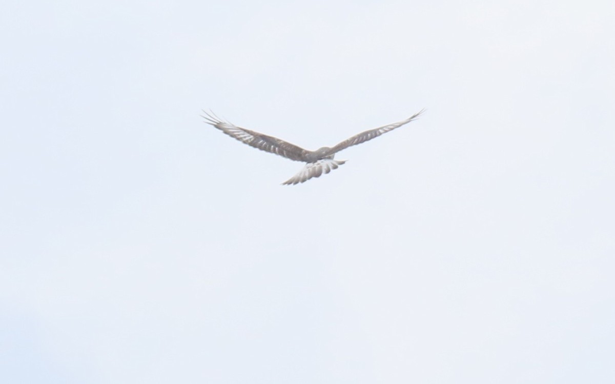 Королевский канюк - ML642681041