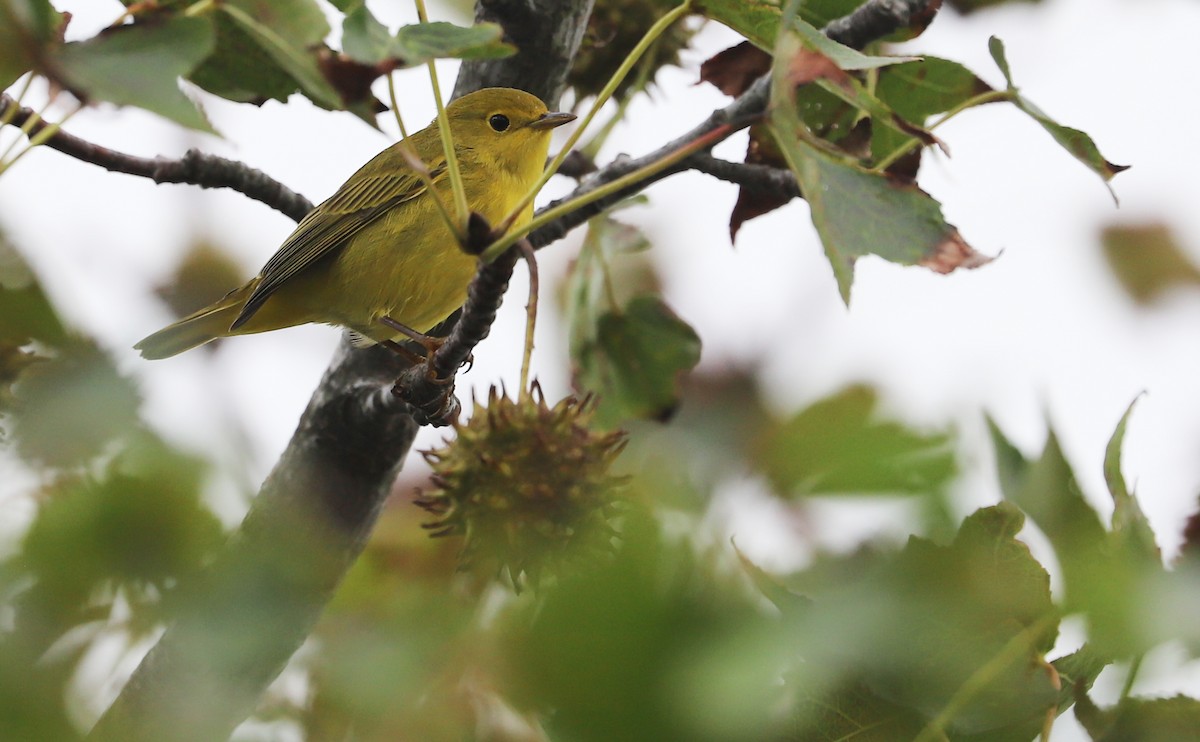 Yellow Warbler (Northern) - ML642681045