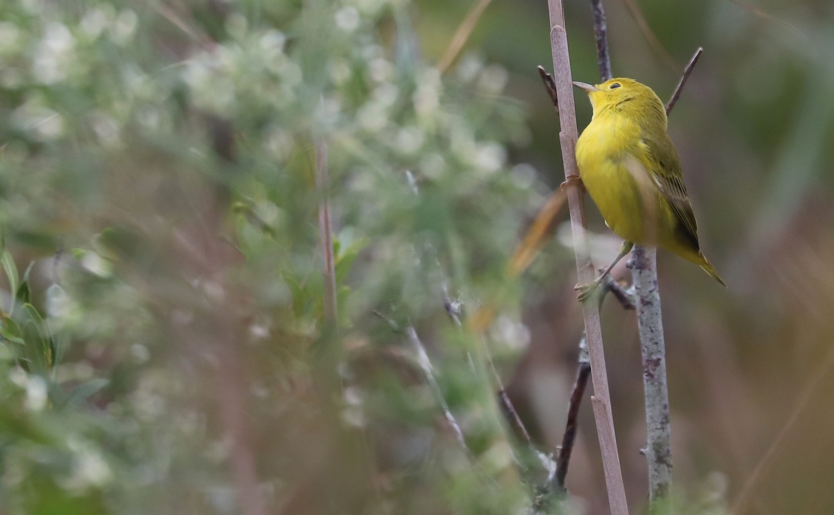 Yellow Warbler (Northern) - ML642681048