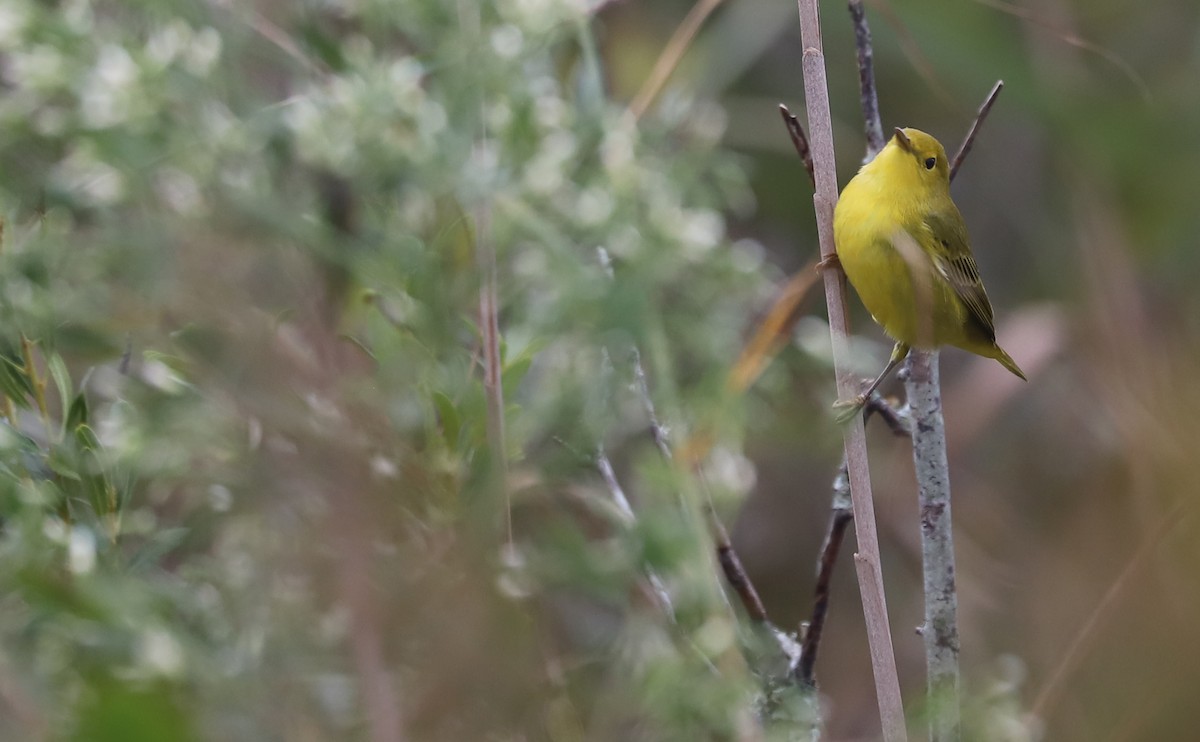 Yellow Warbler (Northern) - ML642681053