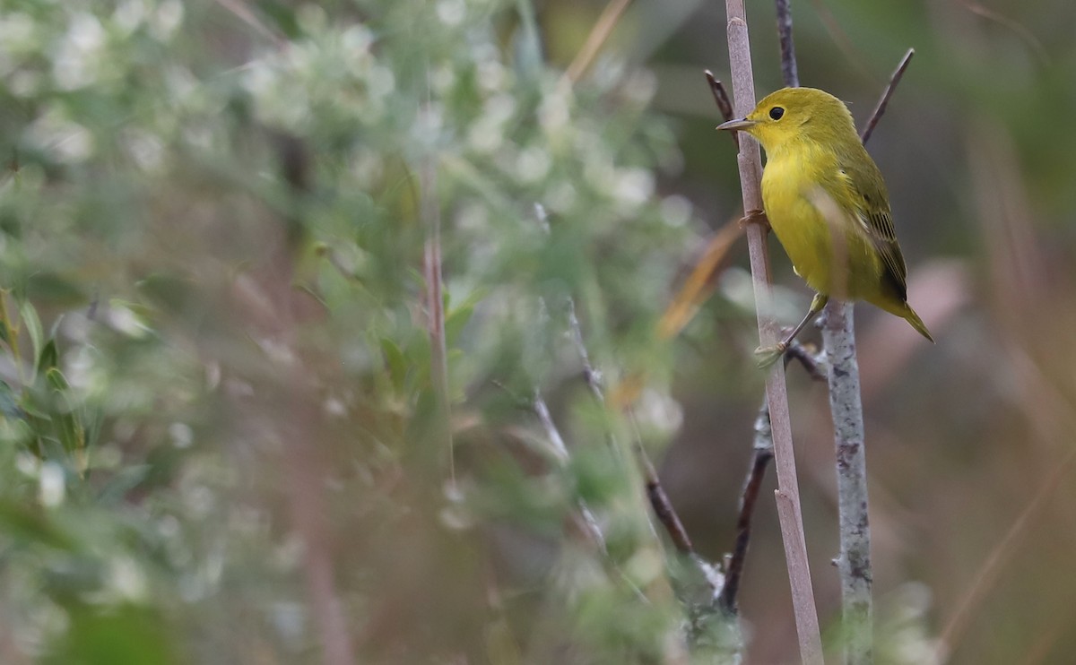 Yellow Warbler (Northern) - ML642681058