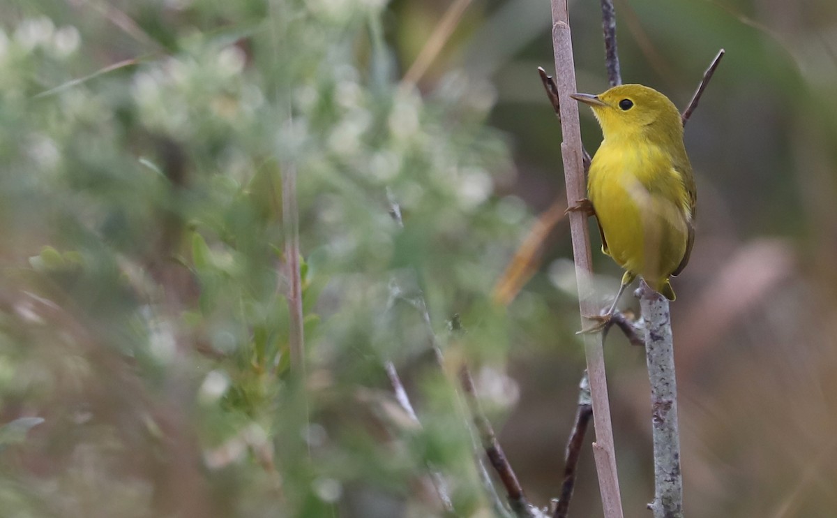 Yellow Warbler (Northern) - ML642681063