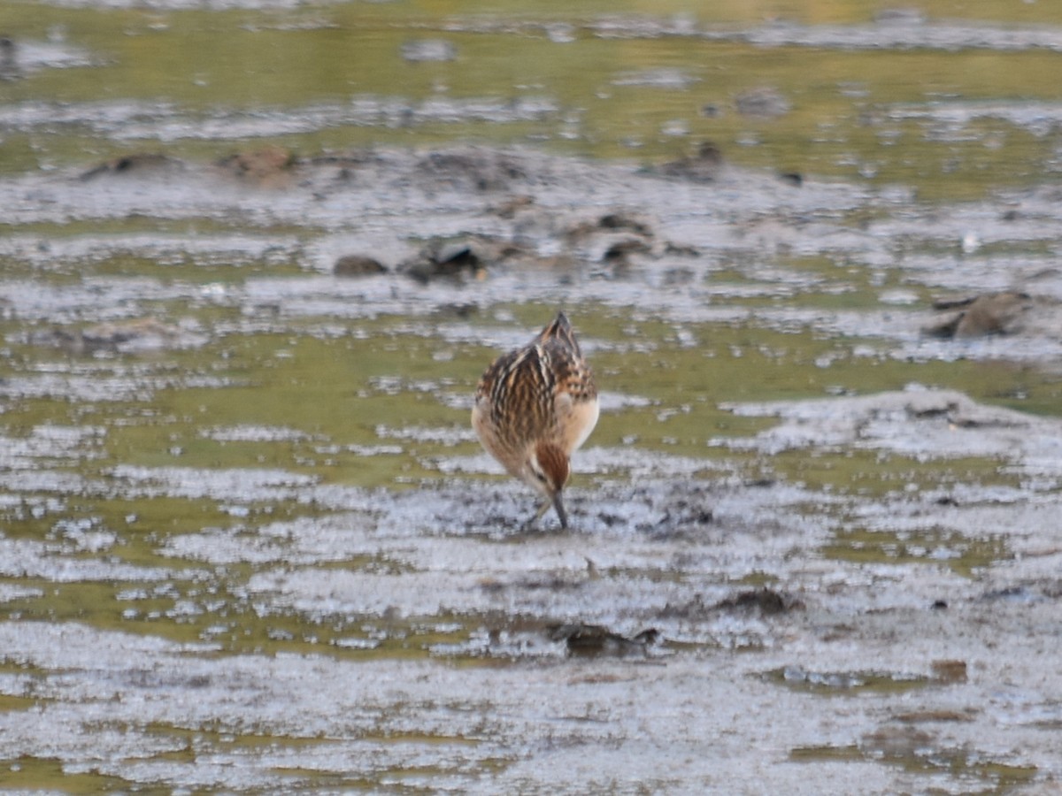 Sharp-tailed Sandpiper - ML642681065