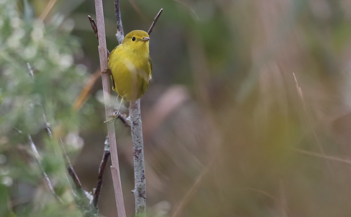 Yellow Warbler (Northern) - ML642681072