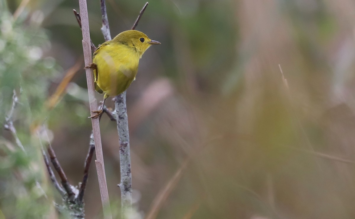 Yellow Warbler (Northern) - ML642681077