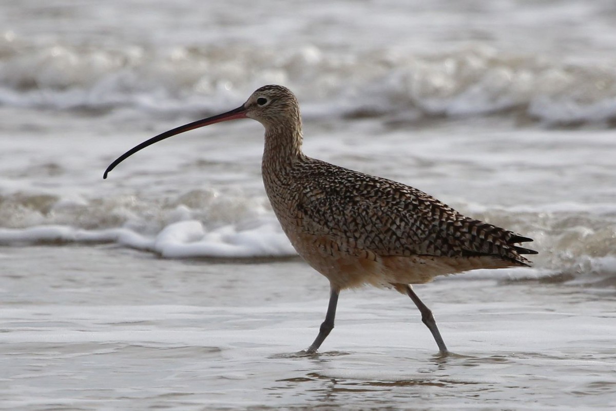 Long-billed Curlew - ML642681078