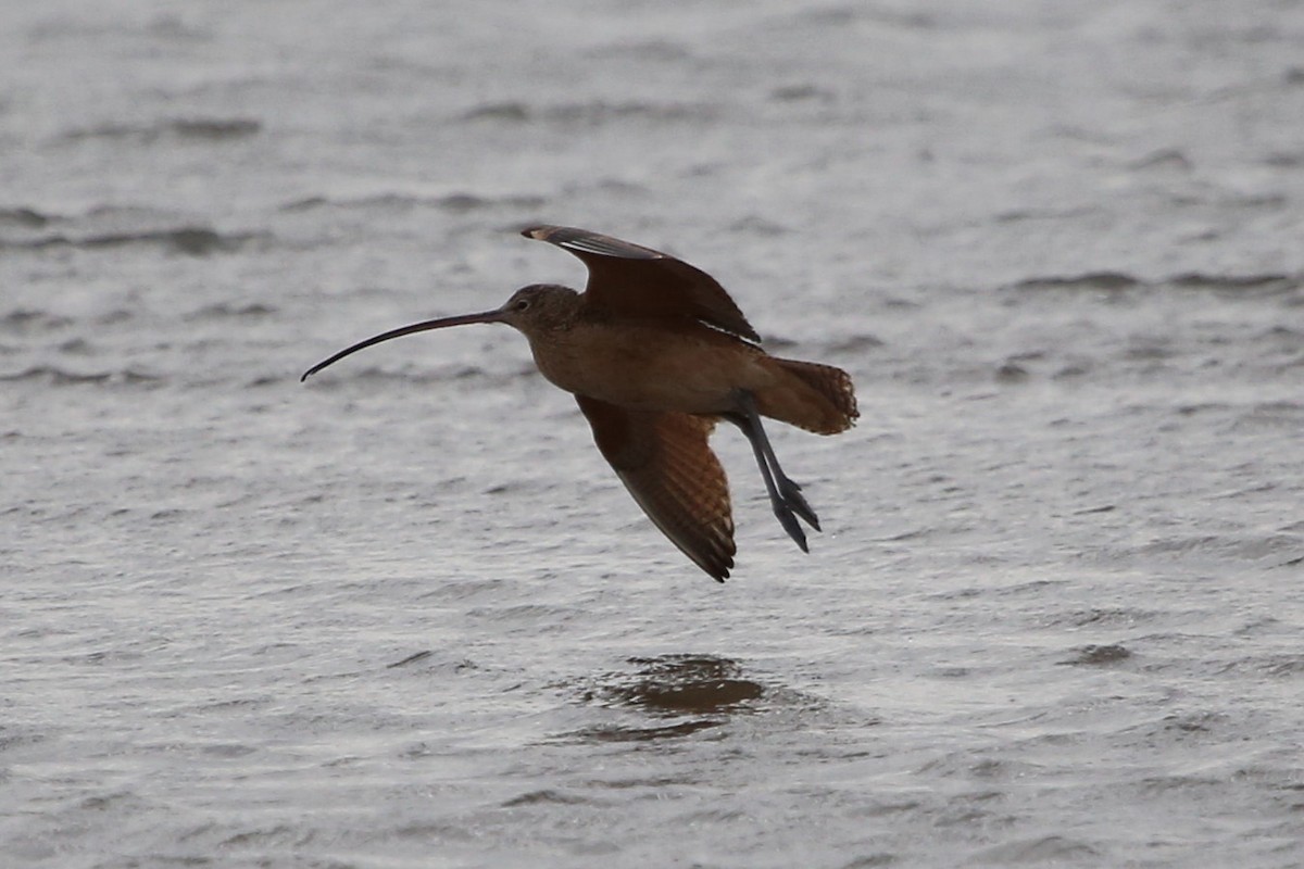 Long-billed Curlew - ML642681079