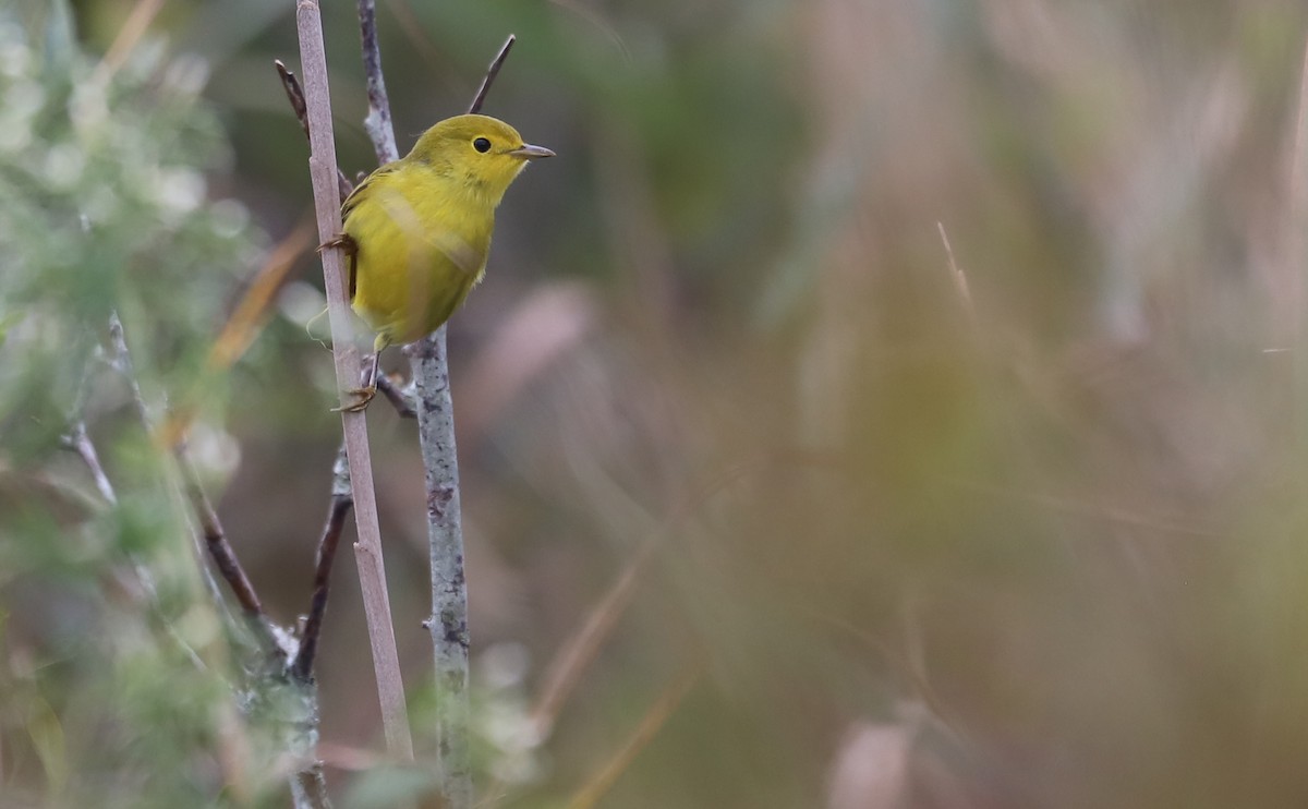 Yellow Warbler (Northern) - ML642681083