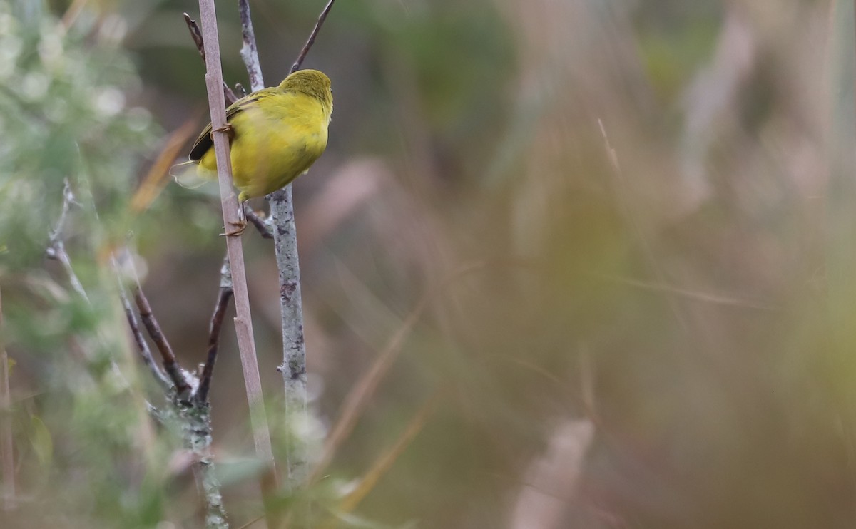 Yellow Warbler (Northern) - ML642681088