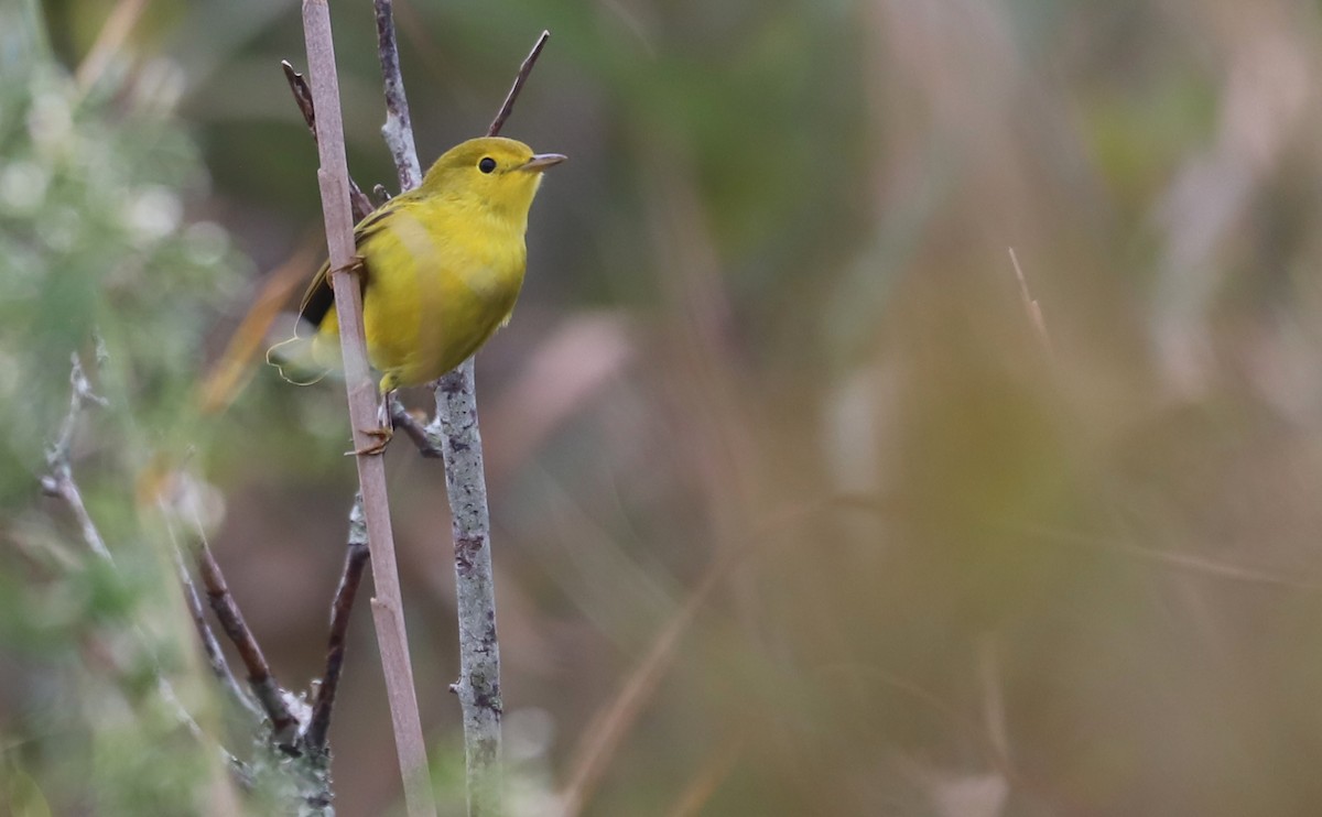 Yellow Warbler (Northern) - ML642681090