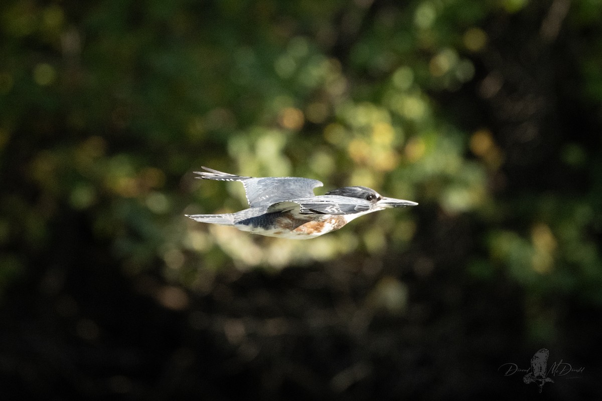Belted Kingfisher - ML642681094