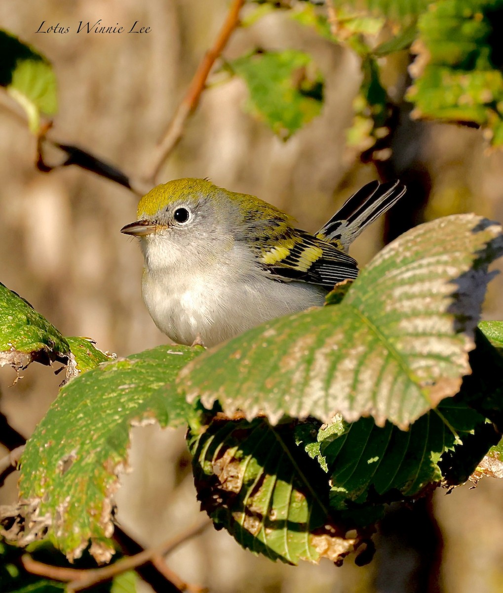 brunsideparula - ML642681100