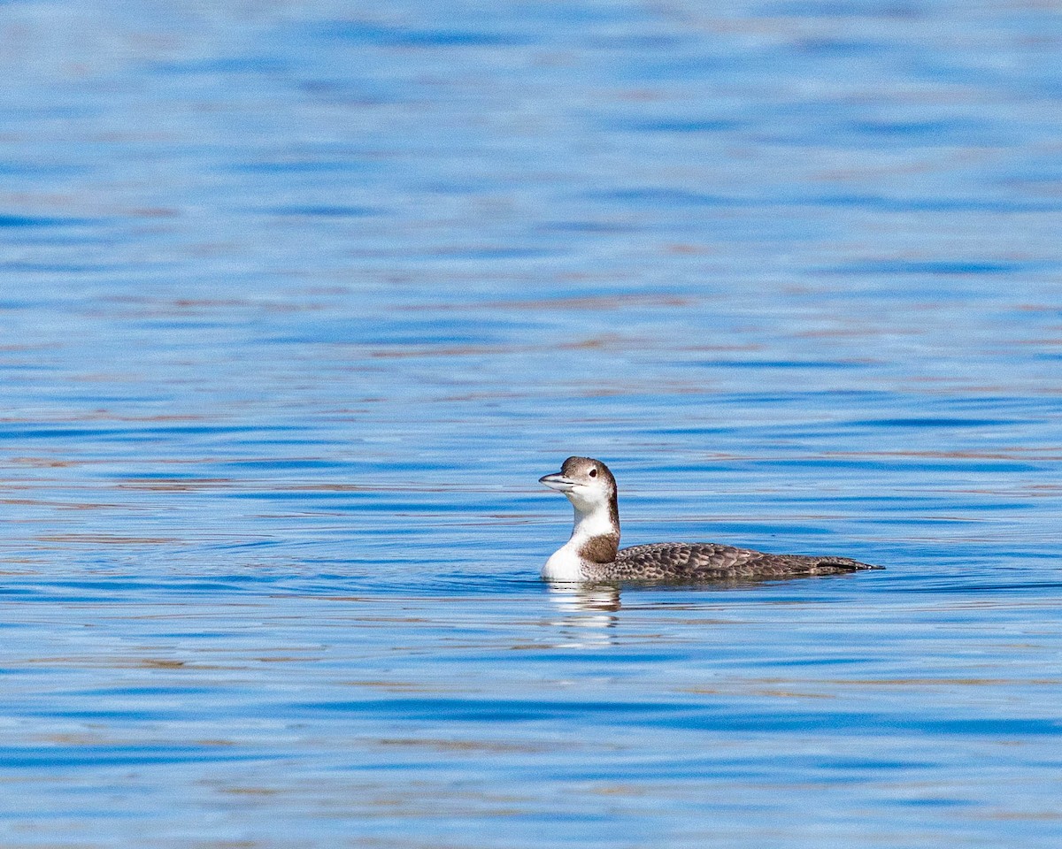 Common Loon - ML642681101