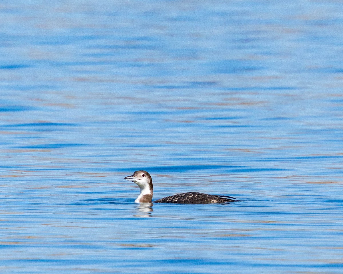 Common Loon - ML642681102