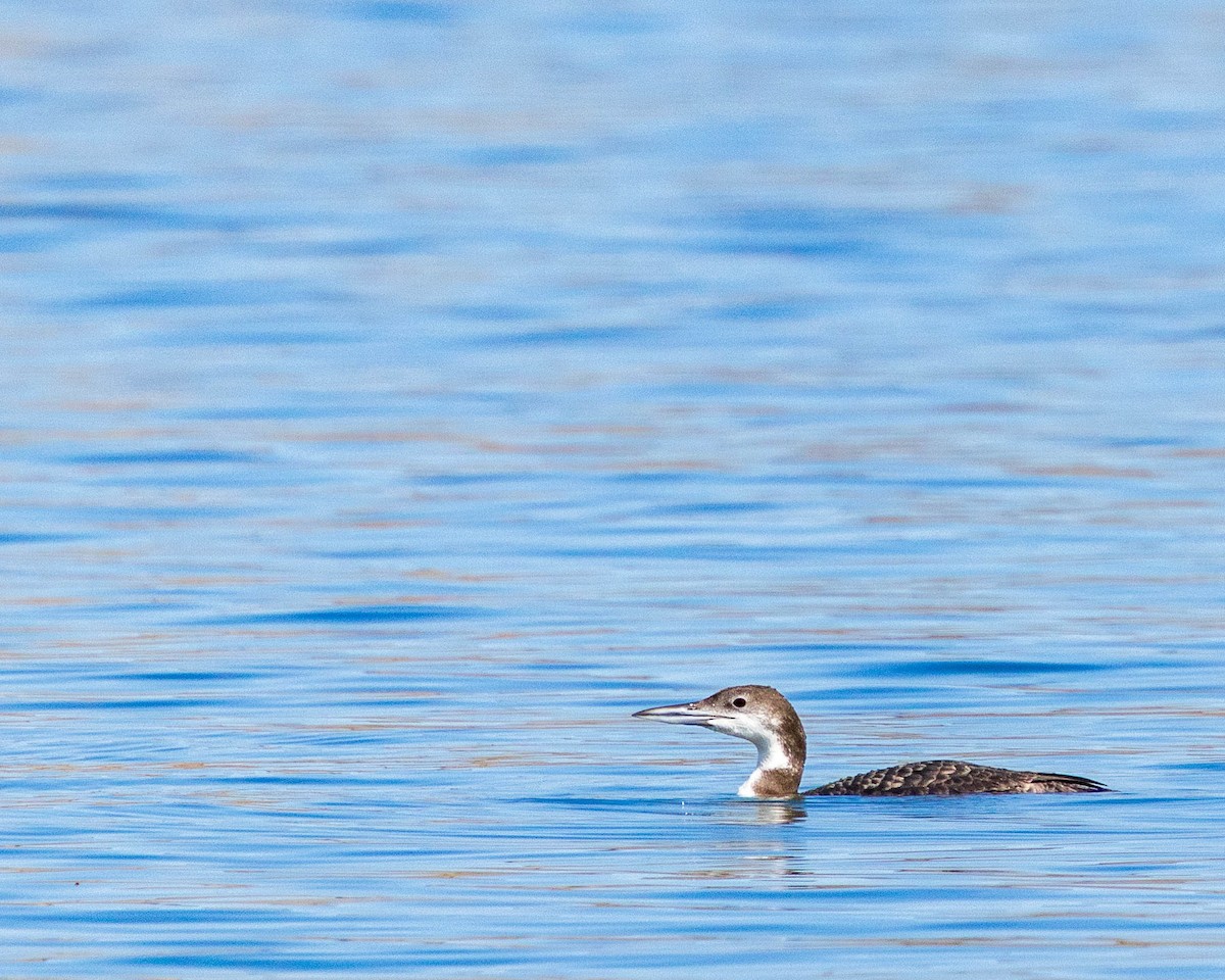 Common Loon - ML642681103