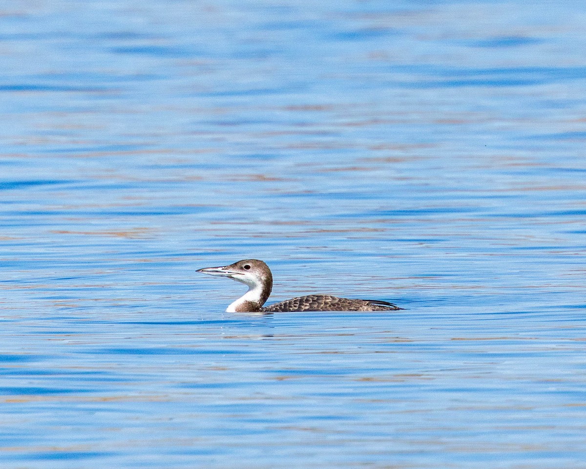 Common Loon - ML642681104
