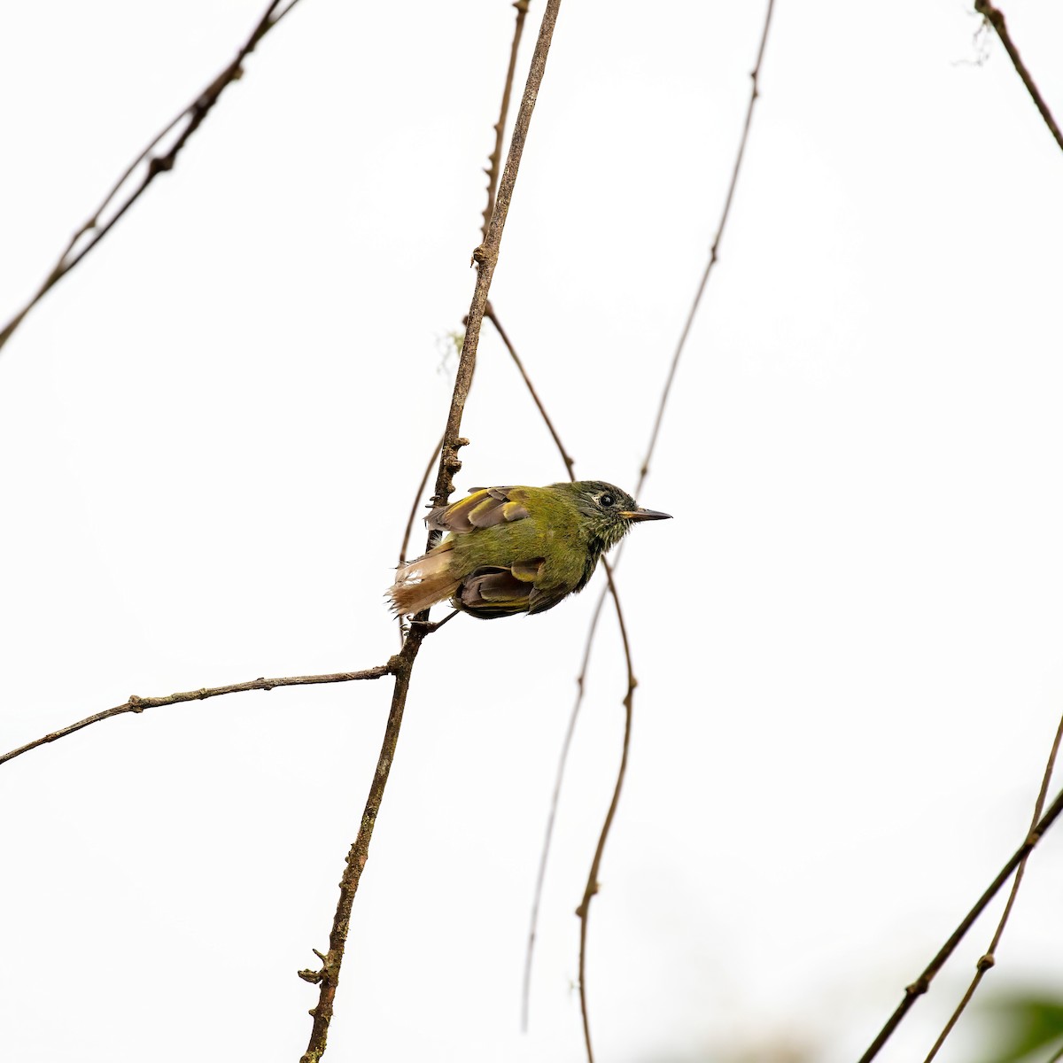 Streak-necked Flycatcher - ML642681109
