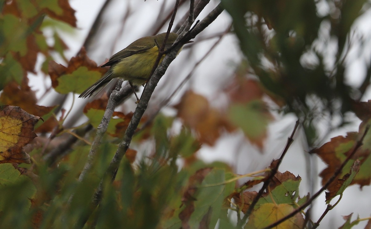 Prairie Warbler - ML642681113