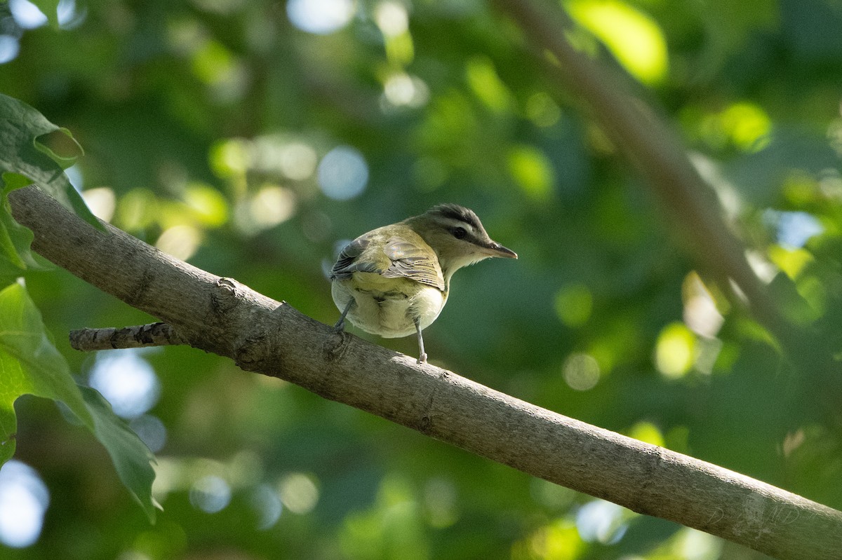 Red-eyed Vireo - ML642681115