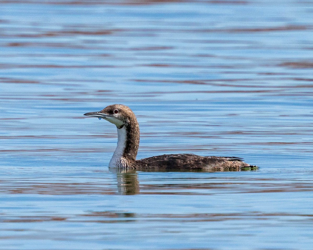Pacific Loon - ML642681116