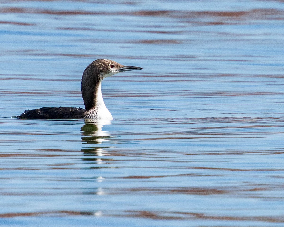 Pacific Loon - ML642681117