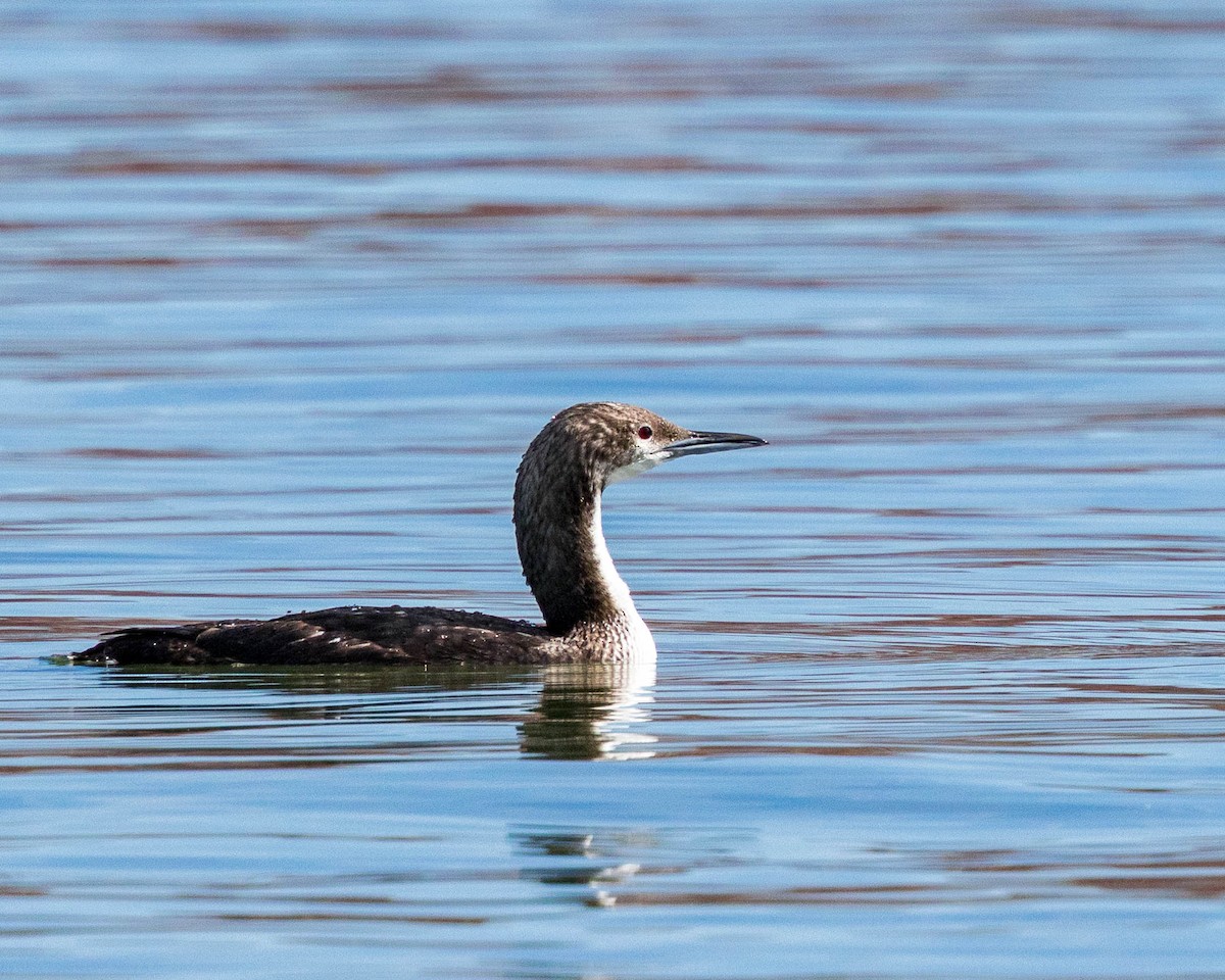 Pacific Loon - ML642681118