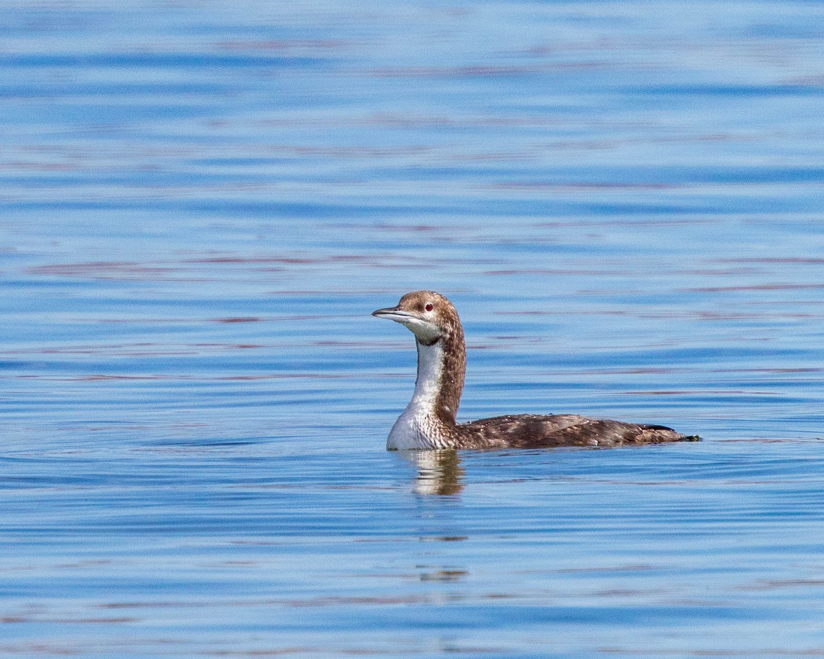 Pacific Loon - ML642681119