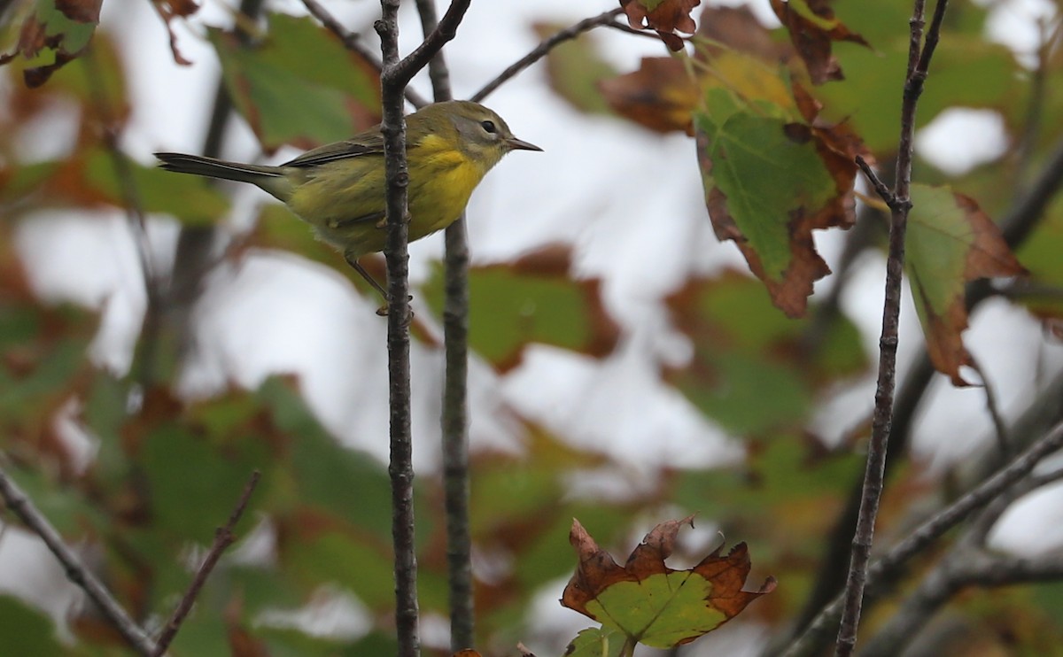 Prairie Warbler - ML642681120