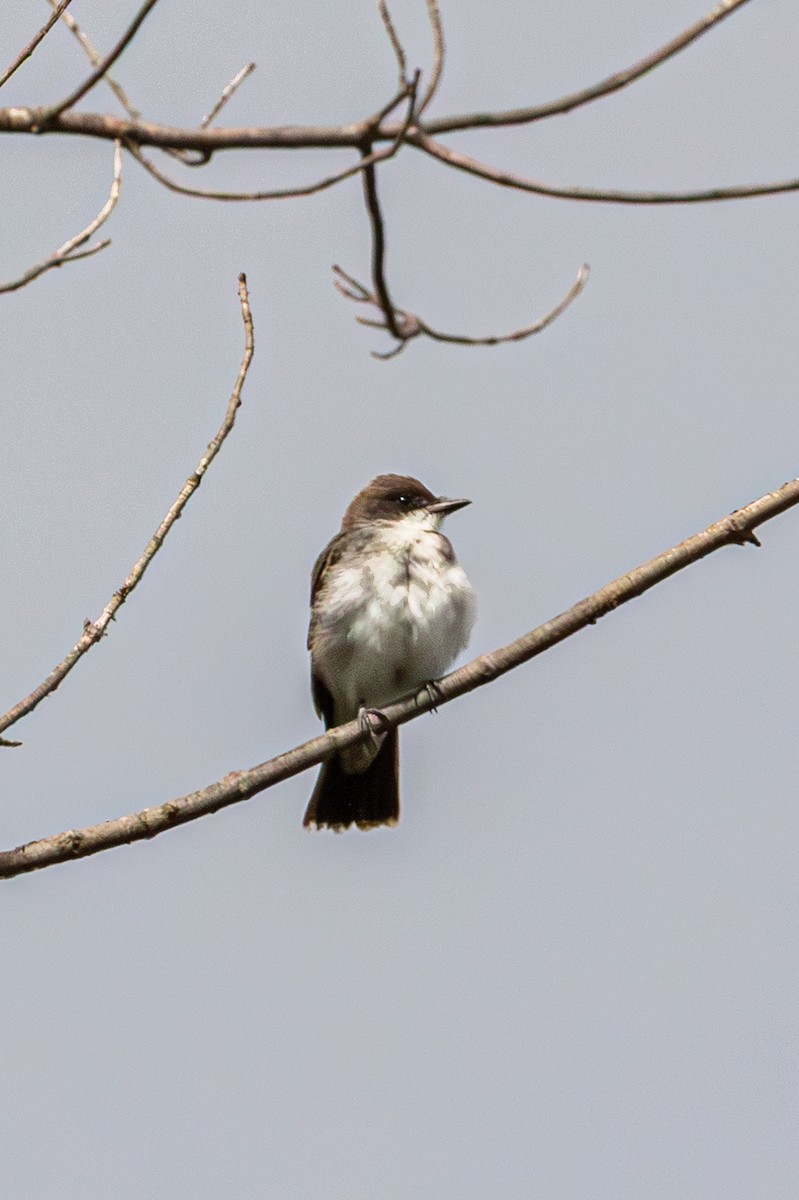 Eastern Kingbird - ML642681121