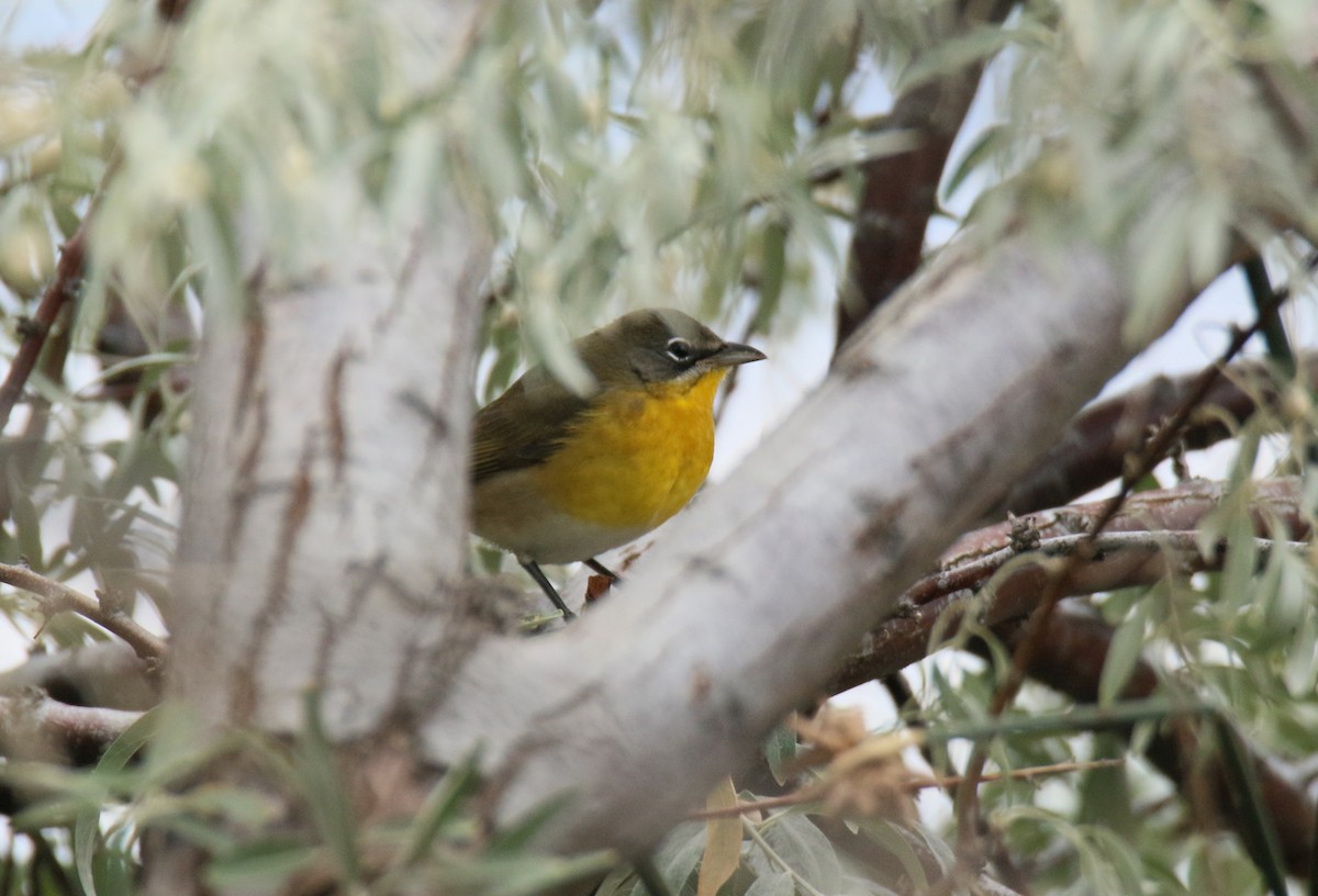 Yellow-breasted Chat - ML642681124