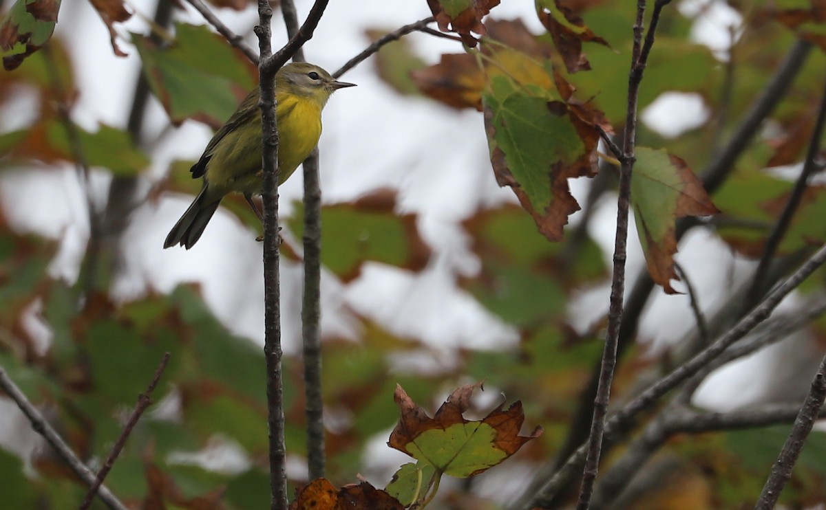 Prairie Warbler - ML642681125