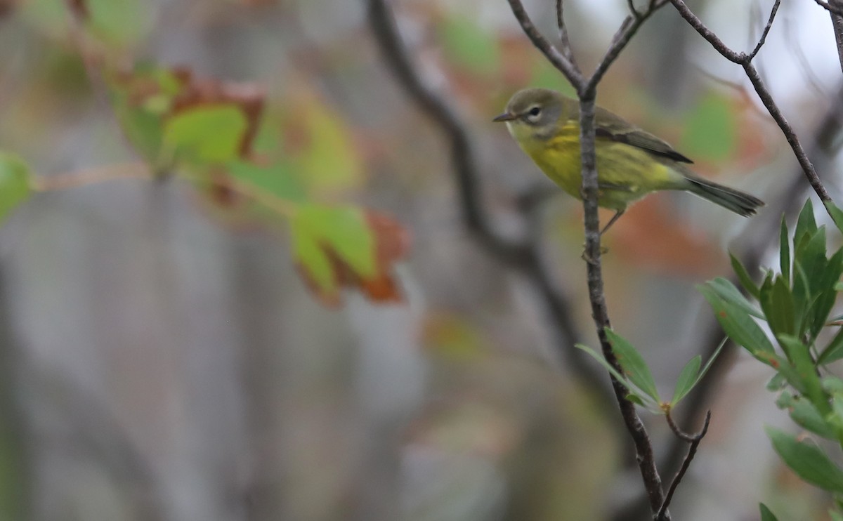 Prairie Warbler - ML642681126