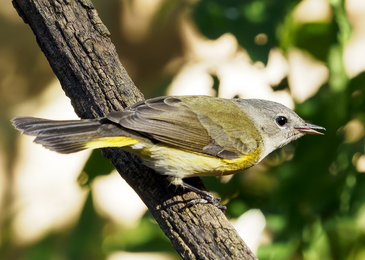 Bay-breasted Warbler - ML642681127