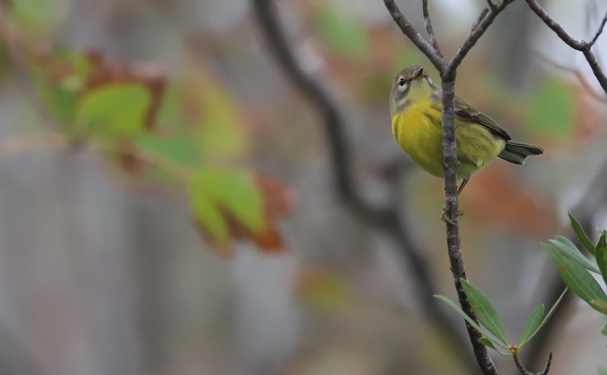 Prairie Warbler - ML642681132