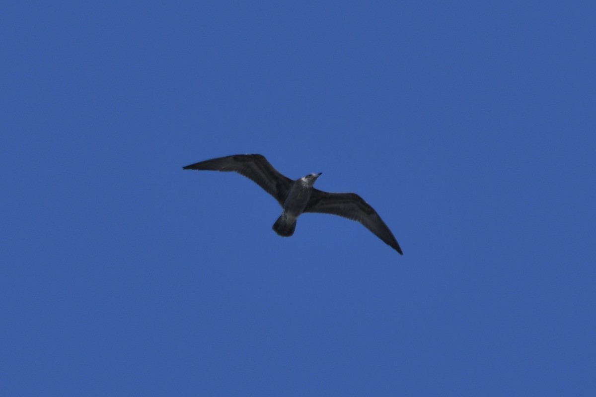 American Herring Gull - ML642681134