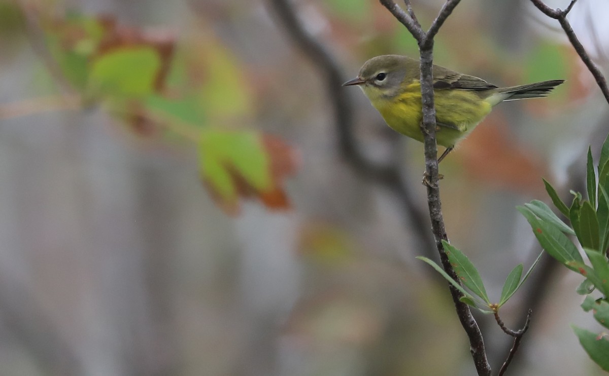 Prairie Warbler - ML642681135