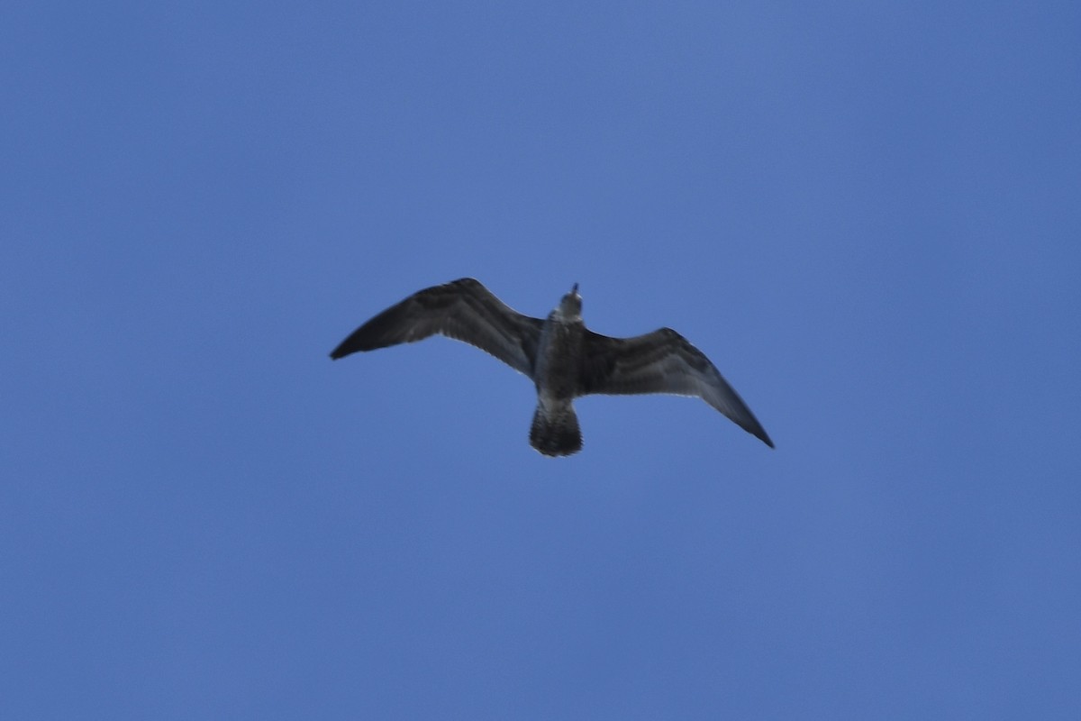 American Herring Gull - ML642681137