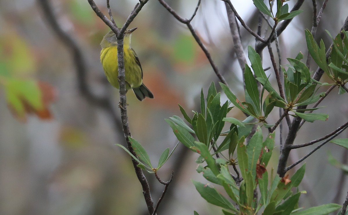 Prairie Warbler - ML642681139