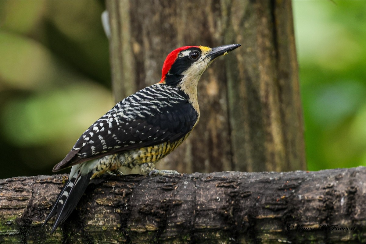 Black-cheeked Woodpecker - ML642681141