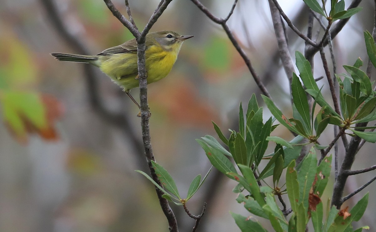 Prairie Warbler - ML642681142