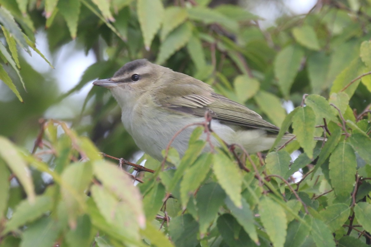 Red-eyed Vireo - ML642681147