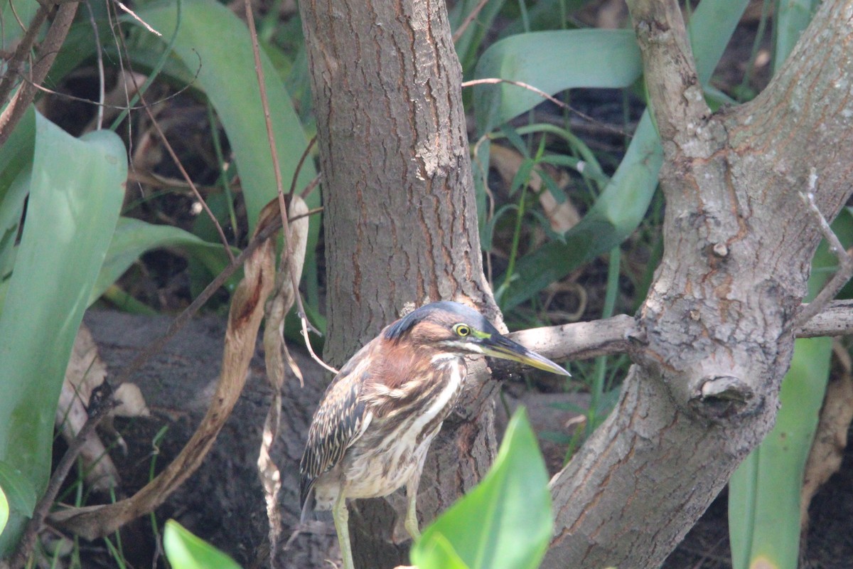 Green Heron - ML642681148