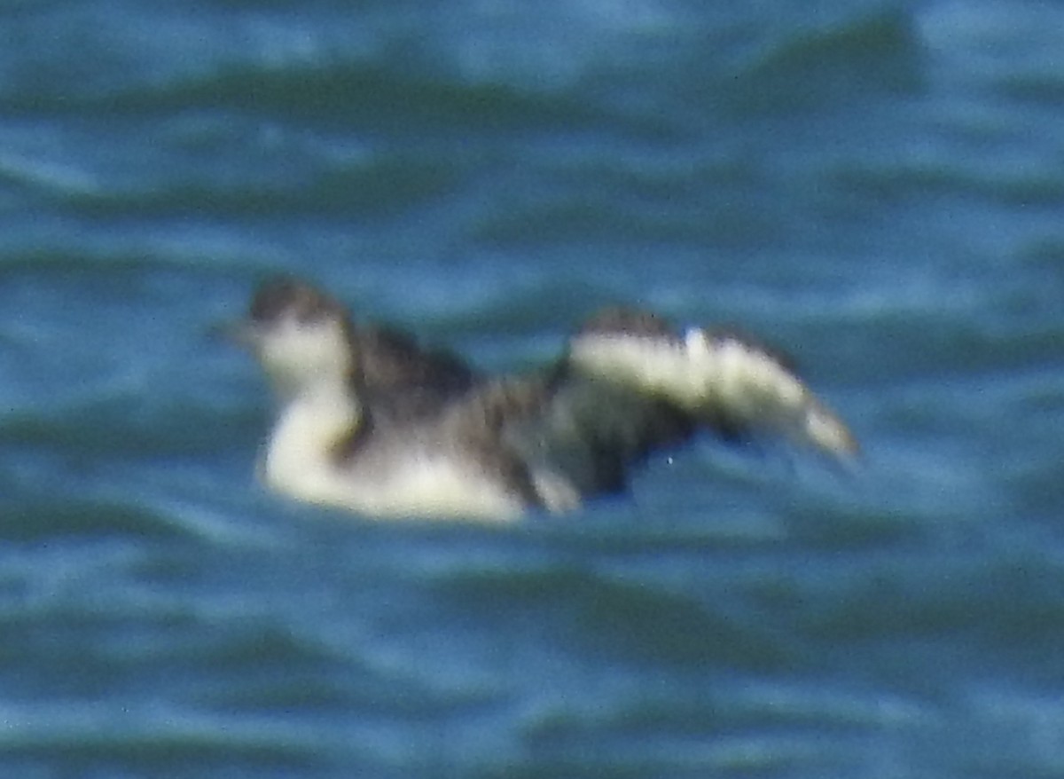 Common Loon - ML642681149