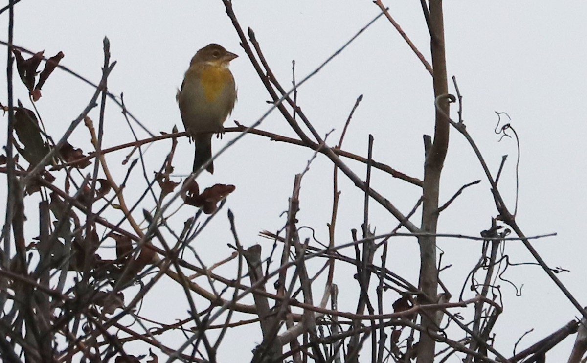 Dickcissel - ML642681151