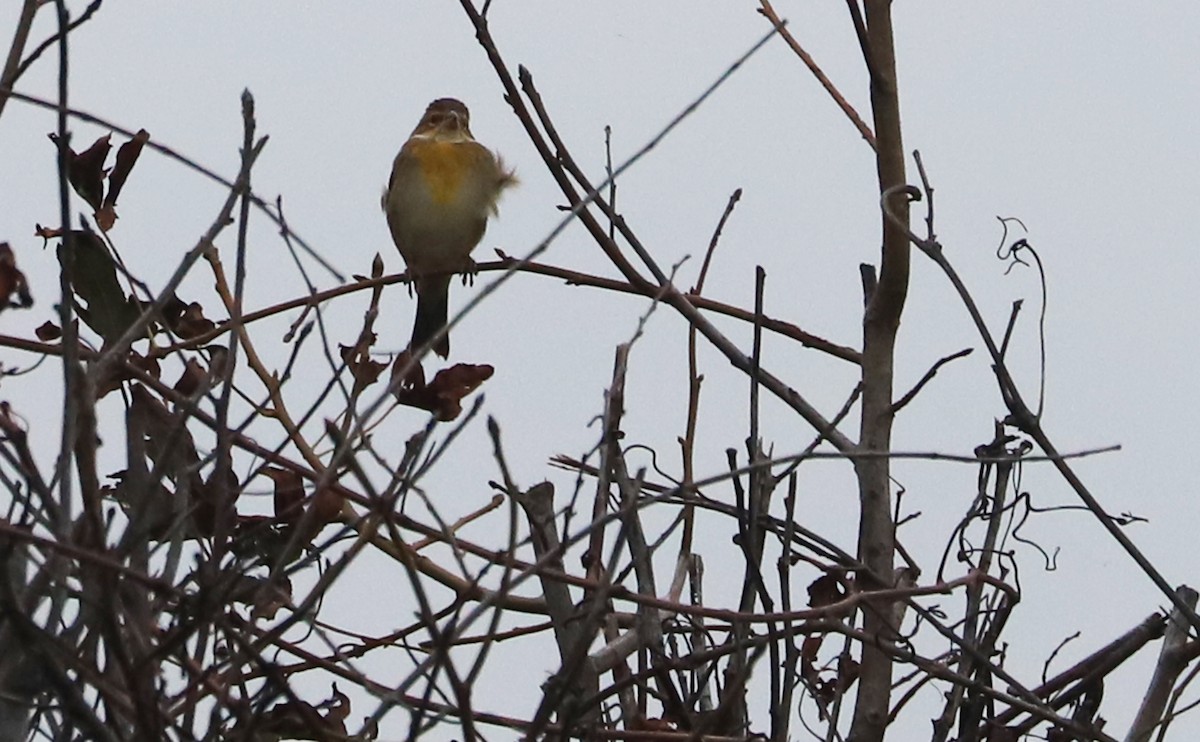 Dickcissel - ML642681152