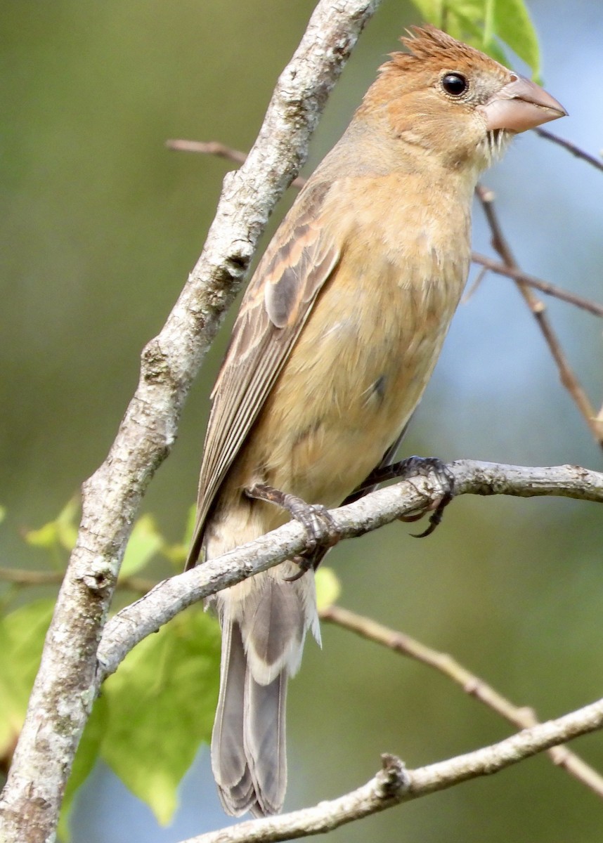 Blue Grosbeak - ML642681164