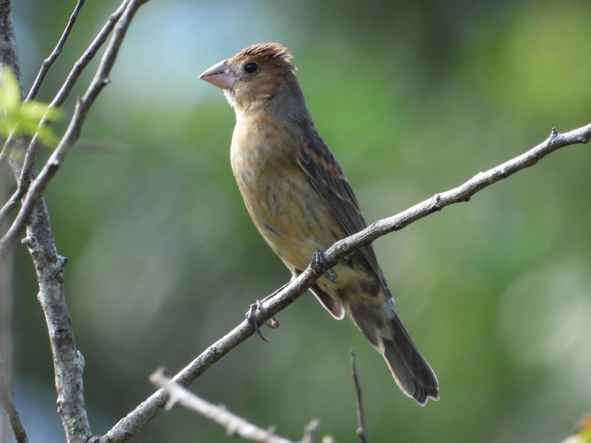 Blue Grosbeak - ML642681167